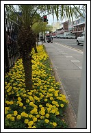 Flowers along Front Street.