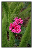 Flowers along Front Street.