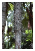 A prickley tree, these were almost exactly the size and stiffness of toothpicks.