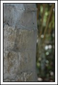 Spider web on the tree trunk.