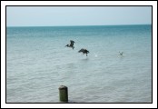 Pelicans diving in the water at the Southernmost Point.