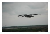 Pelican flyby.